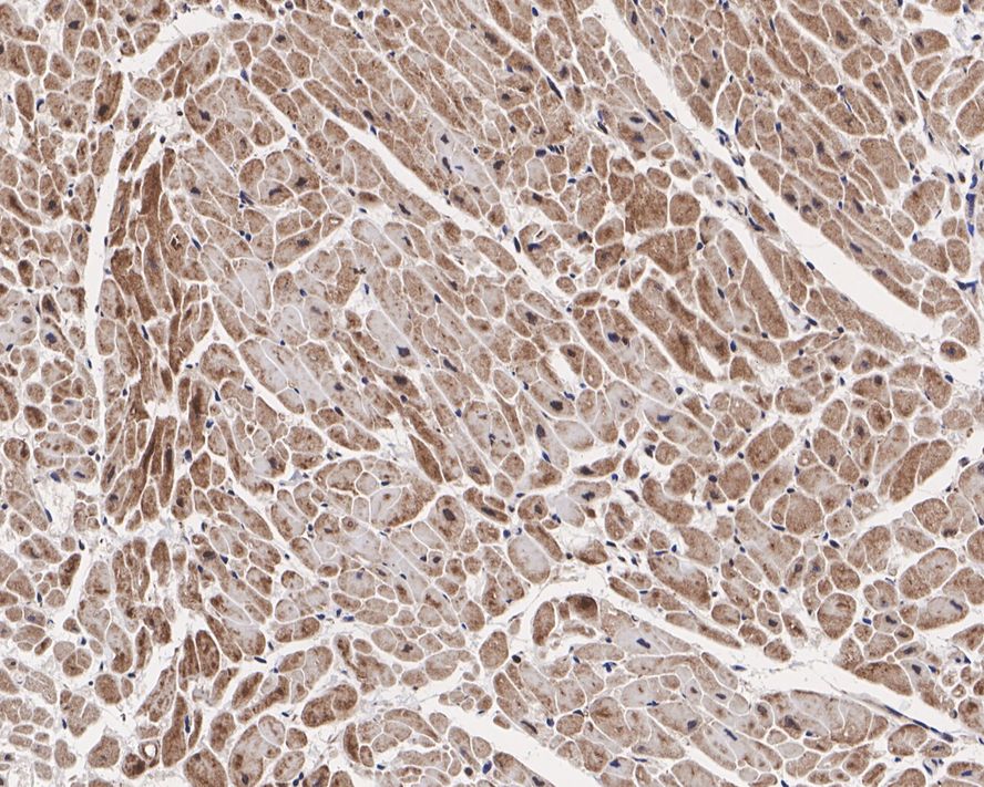 HB-EGF Antibody (JE34-79)