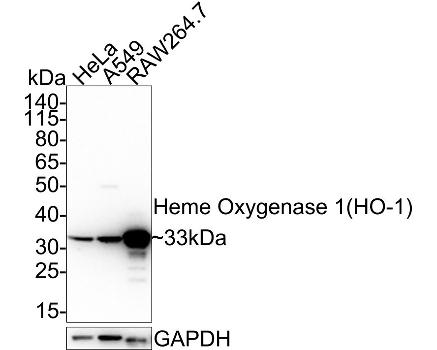 HO-1/HMOX1/HSP32 Antibody (PSH02-76) Western Blot: HO-1/HMOX1/HSP32 Antibody (PSH02-76) [NBP3-32420]