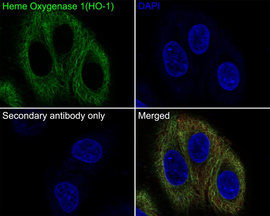 HO-1/HMOX1/HSP32 Antibody (PSH02-76)