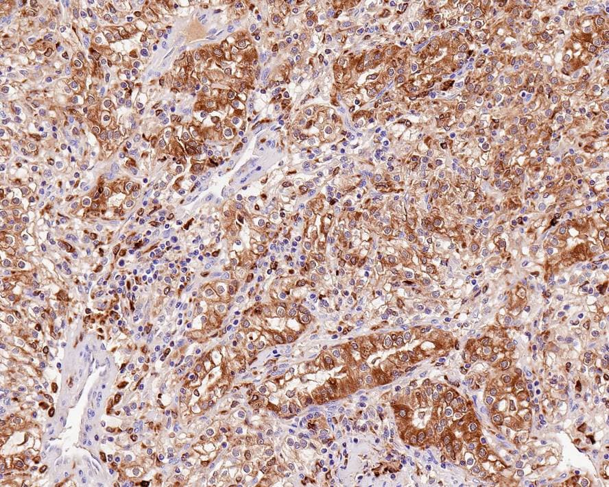 HO-1/HMOX1/HSP32 Antibody (PSH02-76)