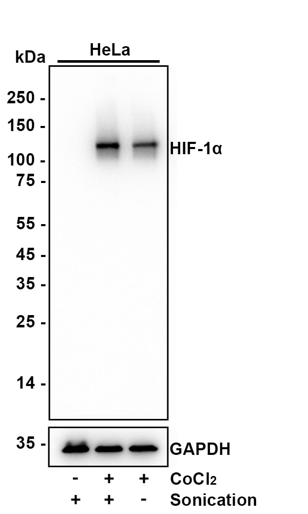 HIF-1 alpha Antibody (JE75-33) Western Blot: HIF-1 alpha Antibody (JE75-33) [NBP3-32424]