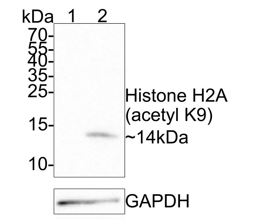 Histone H2a [ac Lys9] Antibody (PS01-45) Western Blot: Histone H2a [ac Lys9] Antibody (PS01-45) [NBP3-32425]
