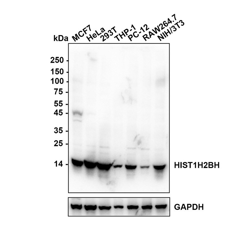 Histone H2B Antibody Western Blot: Histone H2B Antibody [NBP3-32426]