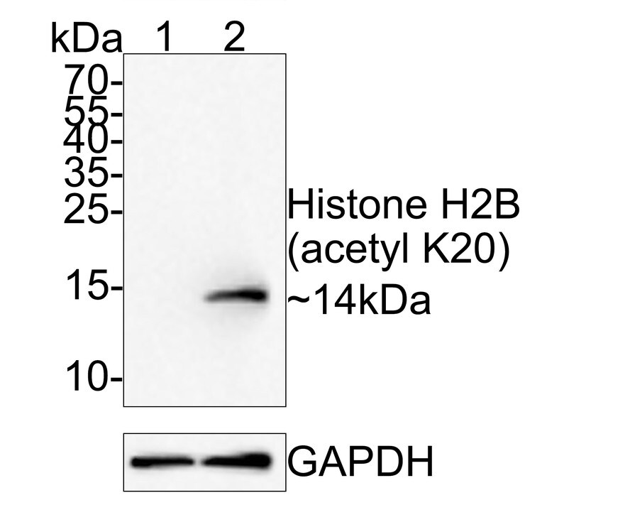 Histone H2B [ac Lys20] Antibody (PS01-46) Western Blot: Histone H2B [ac Lys20] Antibody (PS01-46) [NBP3-32427]