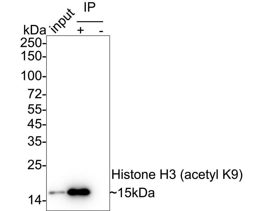 Histone H3 [ac Lys9] Antibody (PSH04-47)