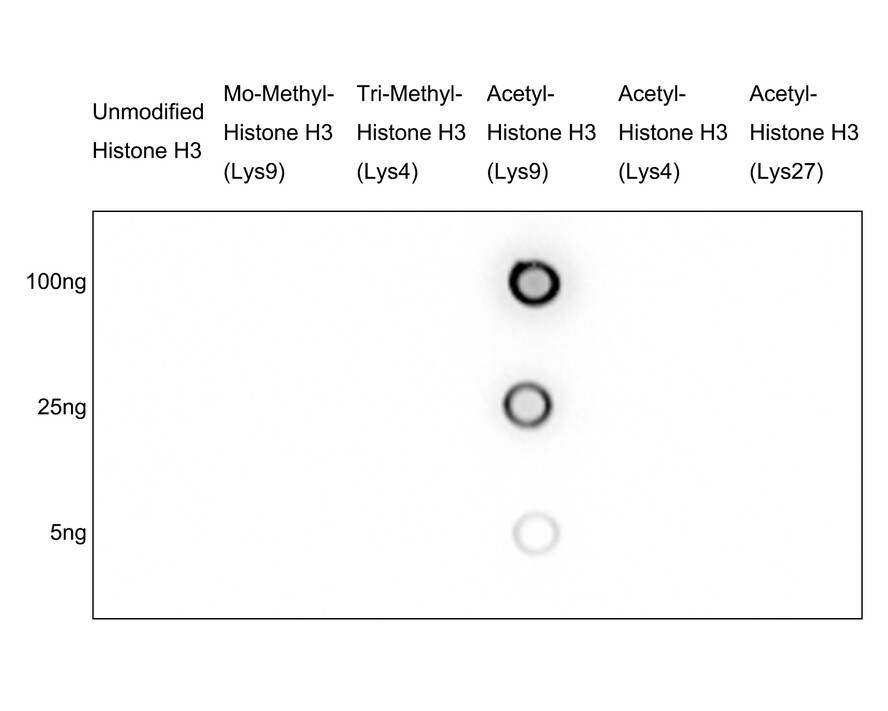 Histone H3 [ac Lys9] Antibody (PSH04-47)