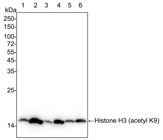Histone H3 [ac Lys9] Antibody (PSH04-47)