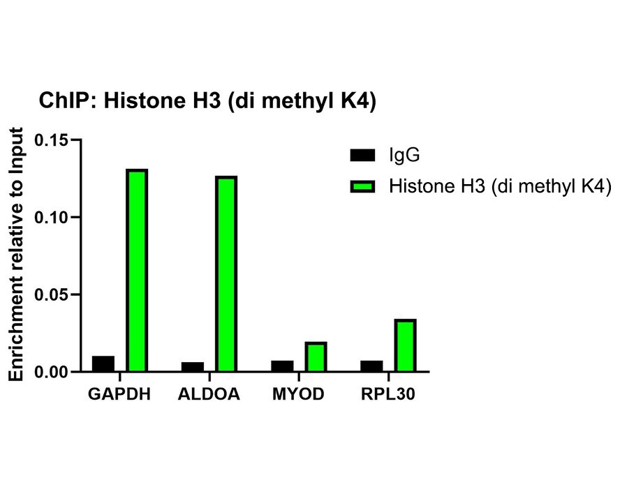 Histone H3 [Dimethyl Lys4] Antibody (JE00-98)