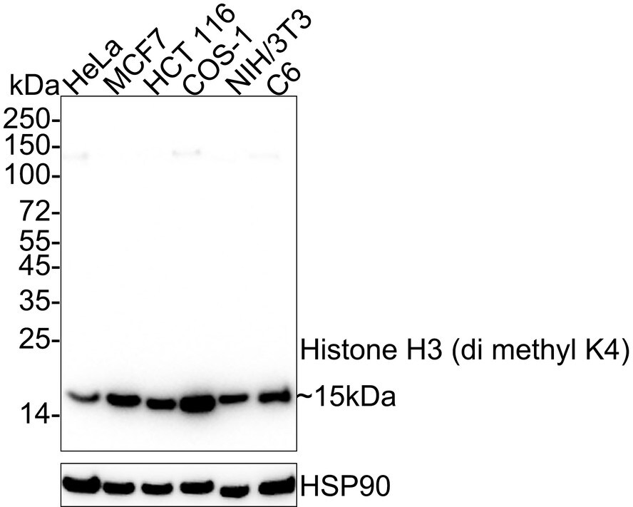 Histone H3 [Dimethyl Lys4] Antibody (JE00-98)