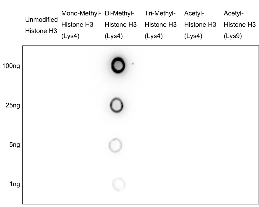 Histone H3 [Dimethyl Lys4] Antibody (JE00-98)