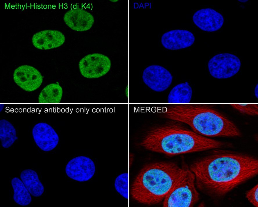 Histone H3 [Dimethyl Lys4] Antibody (JE00-98)