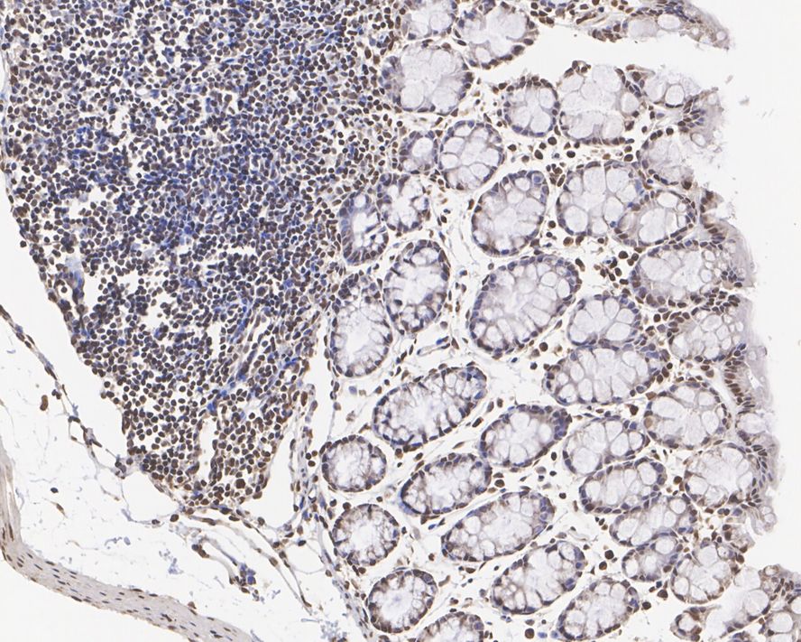 Histone H3 [Dimethyl Lys4] Antibody (JE00-98)