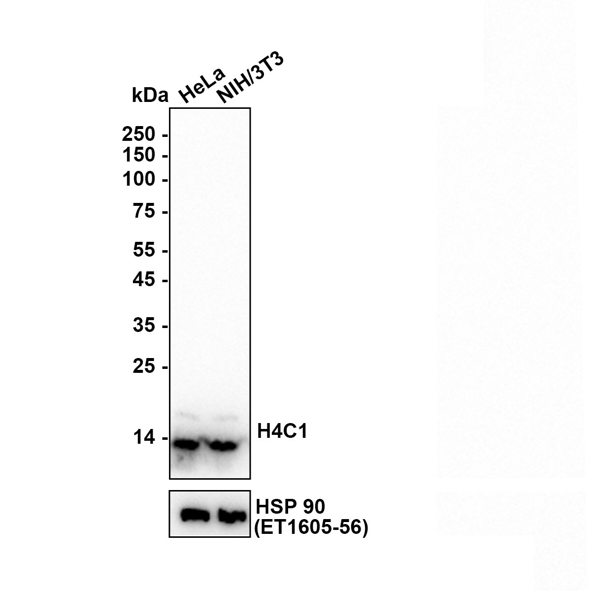 Histone H4 [ac Lys8] Antibody (PS01-25) Western Blot: Histone H4 [ac Lys8] Antibody (PS01-25) [NBP3-32432]