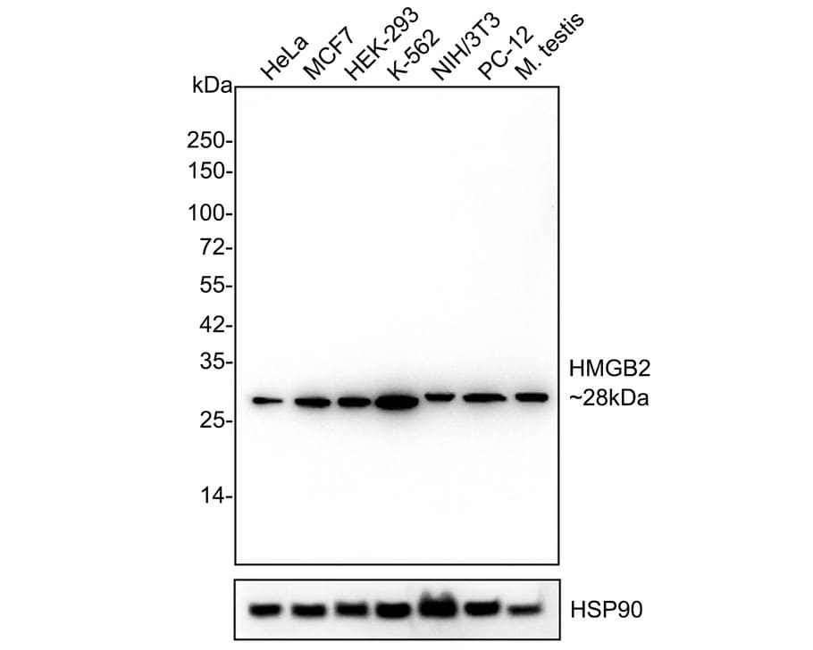 HMGB2 Antibody (JE52-82) Western Blot: HMGB2 Antibody (JE52-82) [NBP3-32436]