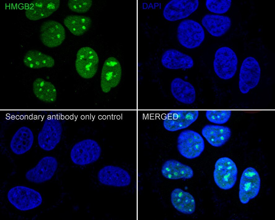 HMGB2 Antibody (JE52-82)