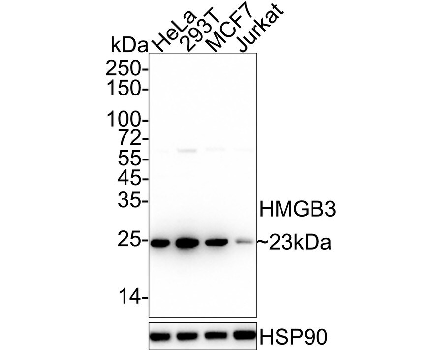 HMGB3/HMG4 Antibody (JE63-39) Western Blot: HMGB3/HMG4 Antibody (JE63-39) [NBP3-32437]