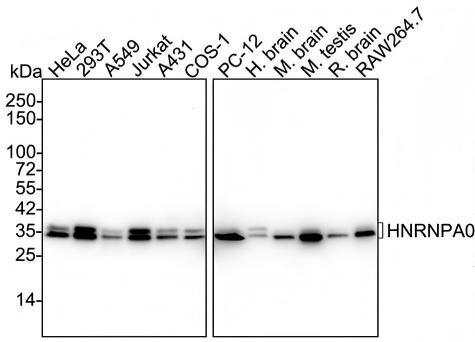 HNRNPA0 Antibody (PSH02-77) Western Blot: HNRNPA0 Antibody (PSH02-77) [NBP3-32439]