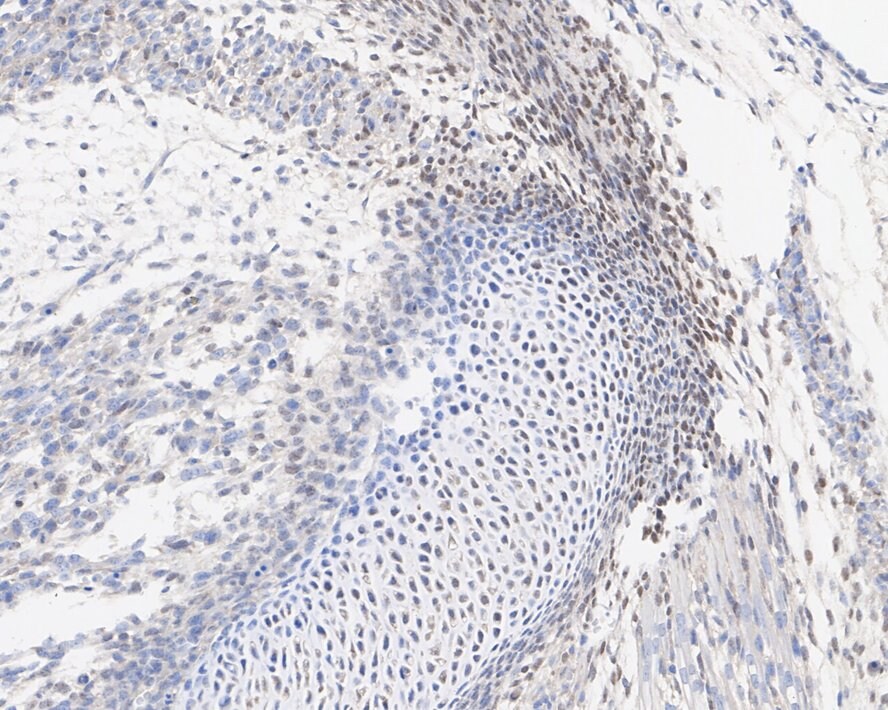 HOXB4 Antibody (JE36-65)