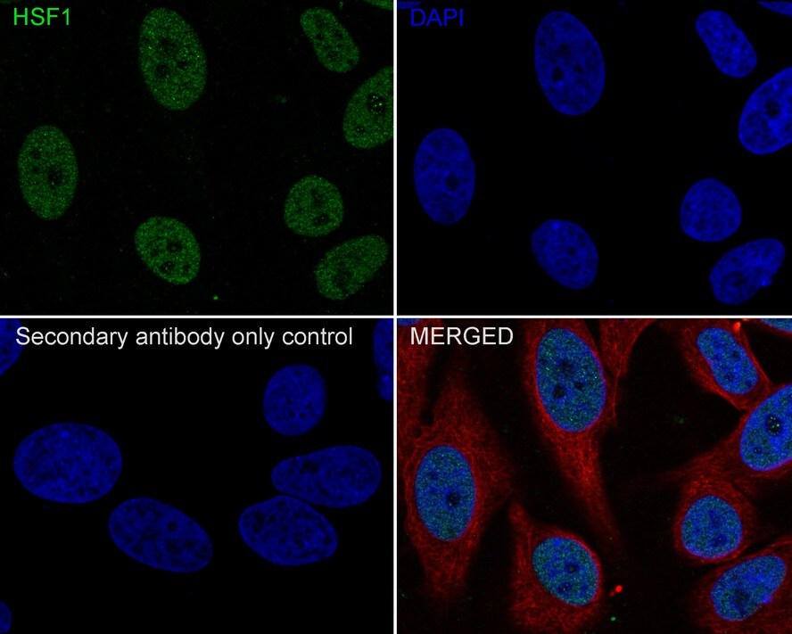 HSF1 Antibody (JE44-79)