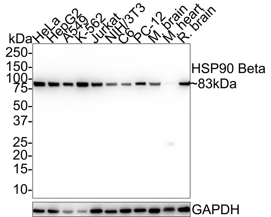 HSP90 beta Antibody (2-1-G3-R) Western Blot: HSP90 beta Antibody (2-1-G3-R) [NBP3-32446]