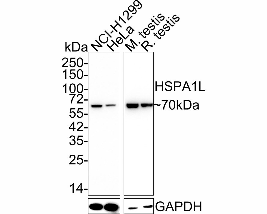 HspA1L Antibody (7D3-R) Western Blot: HspA1L Antibody (7D3-R) [NBP3-32447]