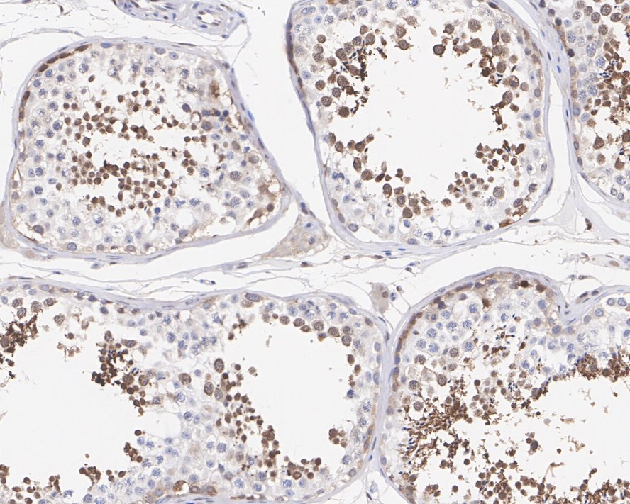 HspA1L Antibody (7D3-R)