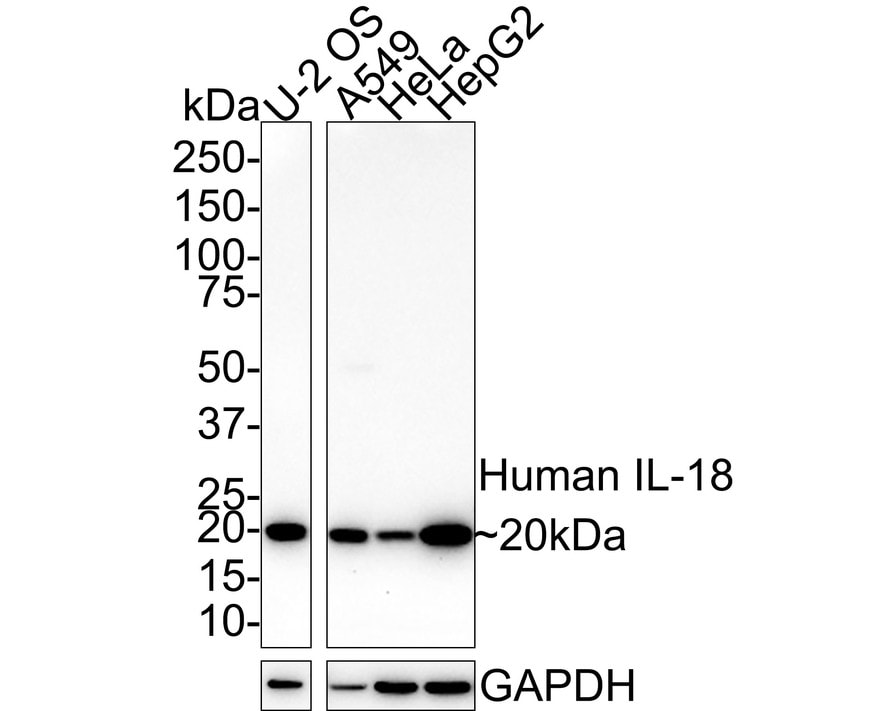 IL-18/IL-1F4 Antibody (PSH02-08)
