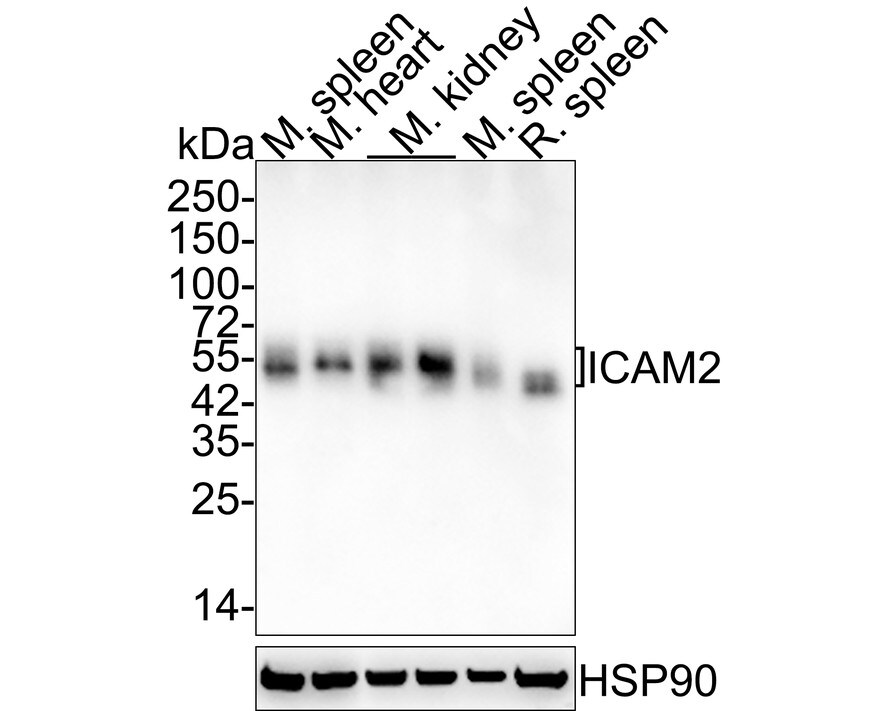 ICAM-2/CD102 Antibody (JE63-28) Western Blot: ICAM-2/CD102 Antibody (JE63-28) [NBP3-32456]