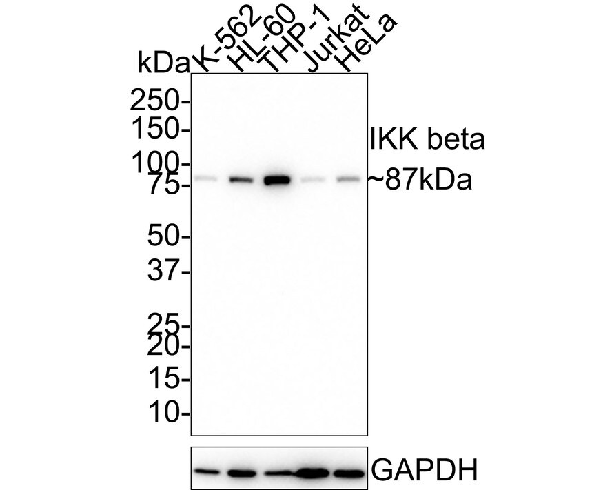 IKK beta Antibody (JE32-81) Western Blot: IKK beta Antibody (JE32-81) [NBP3-32463]