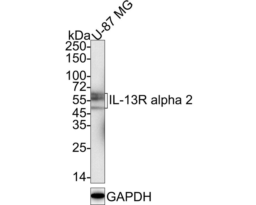 IL-13R alpha 2 Antibody (PSH03-85) Western Blot: IL-13R alpha 2 Antibody (PSH03-85) [NBP3-32466]