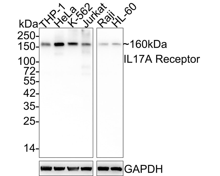 IL-17RA/IL-17R Antibody (JE35-89)