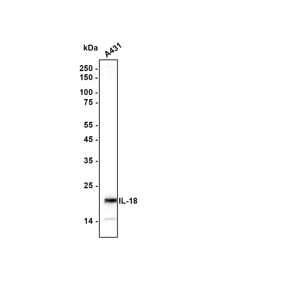 IL-18/IL-1F4 Antibody (PS00-41) Western Blot: IL-18/IL-1F4 Antibody (PS00-41) [NBP3-32468]