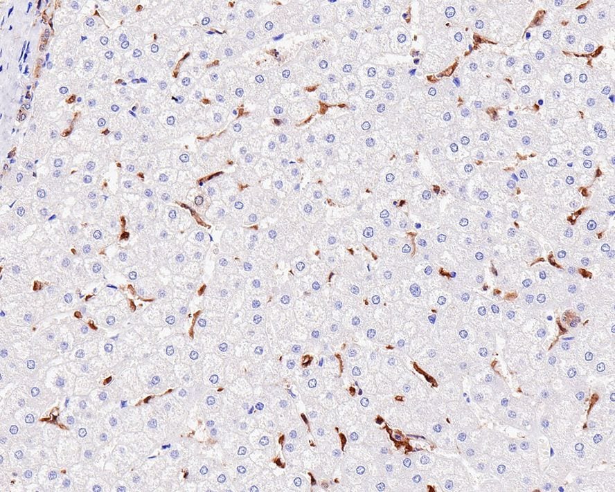 IL-18/IL-1F4 Antibody (PS00-41)