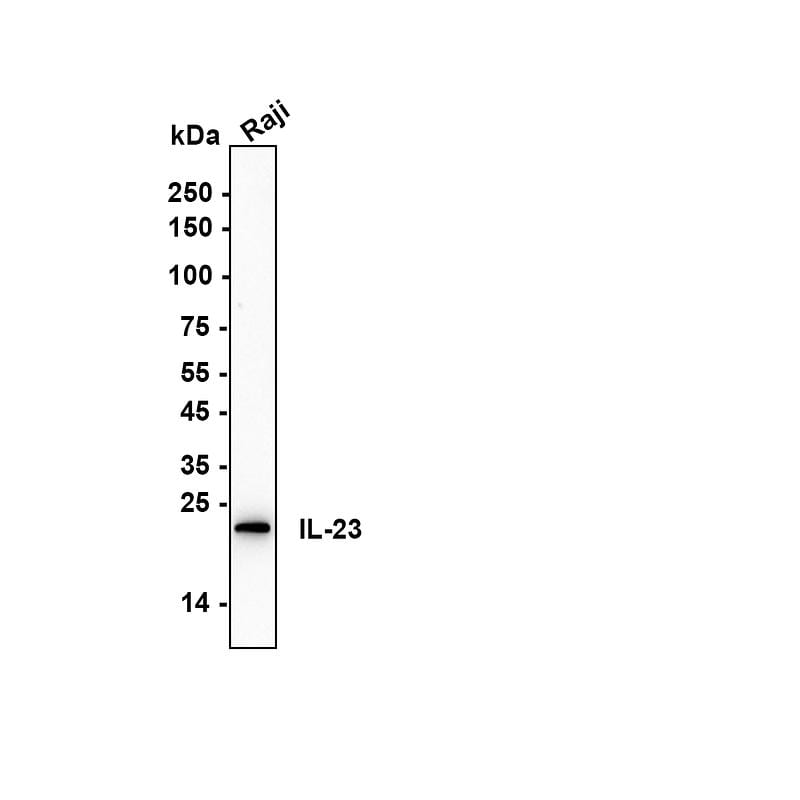IL-23 Antibody (JE38-99) Western Blot: IL-23 Antibody (JE38-99) [NBP3-32470]