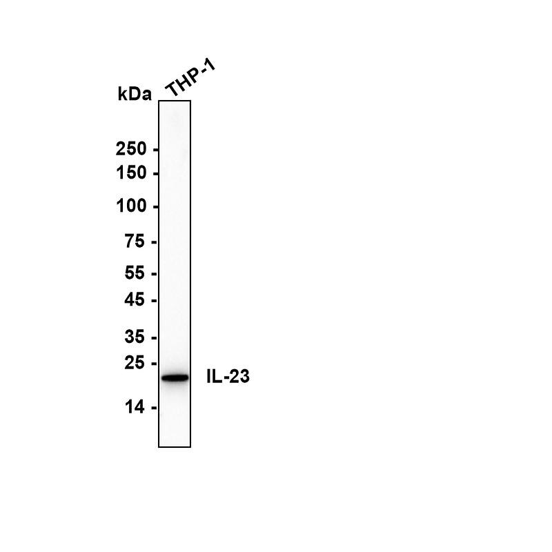 IL-23 Antibody (JE38-99) Western Blot: IL-23 Antibody (JE38-99) [NBP3-32470]