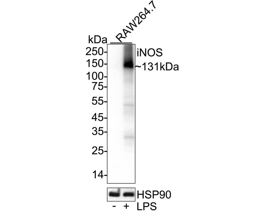 iNOS Antibody (JE59-61) Western Blot: iNOS Antibody (JE59-61) [NBP3-32472]
