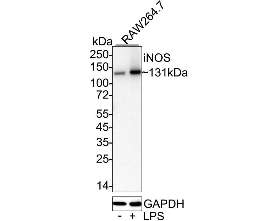iNOS Antibody (PSH03-69) Western Blot: iNOS Antibody (PSH03-69) [NBP3-32473]