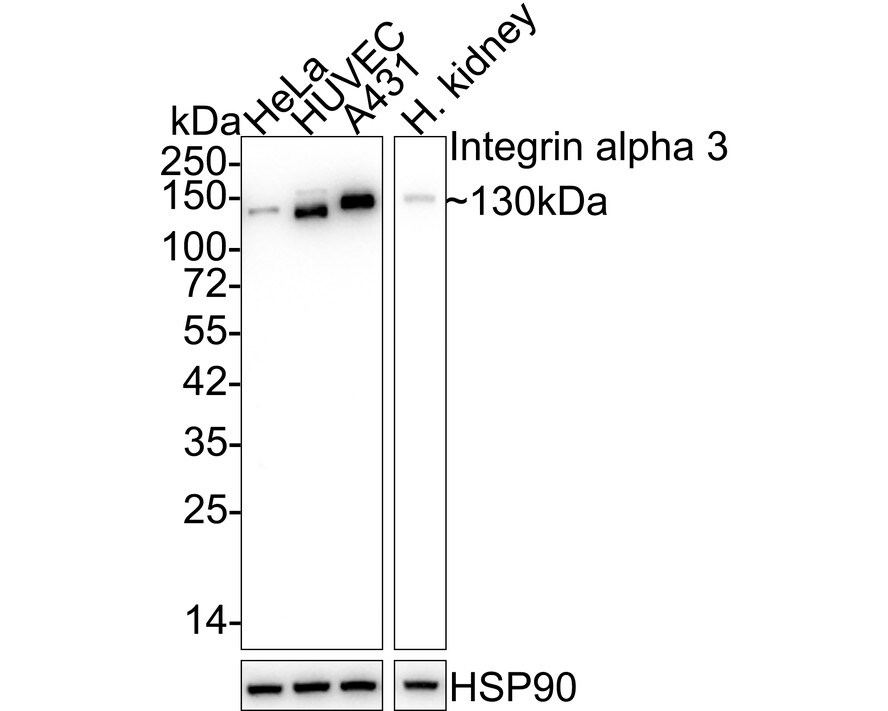 Integrin alpha 3/CD49c Antibody (A7H2) Western Blot: Integrin alpha 3/CD49c Antibody (A7H2) [NBP3-32475]