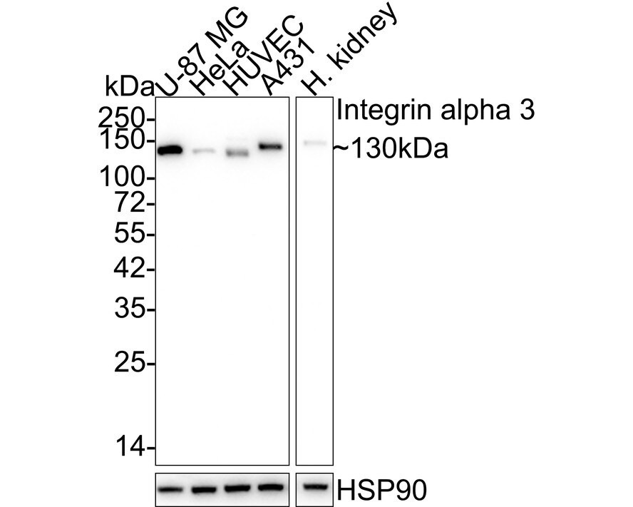 Integrin alpha 3/CD49c Antibody (A7H2-R) Western Blot: Integrin alpha 3/CD49c Antibody (A7H2-R) [NBP3-32476]