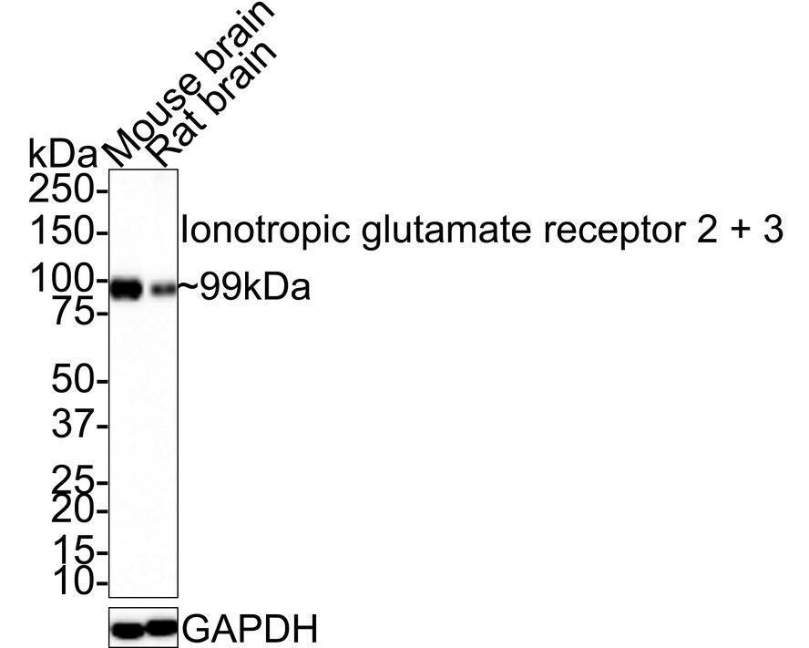 GluR2/3 Antibody (JE33-28)