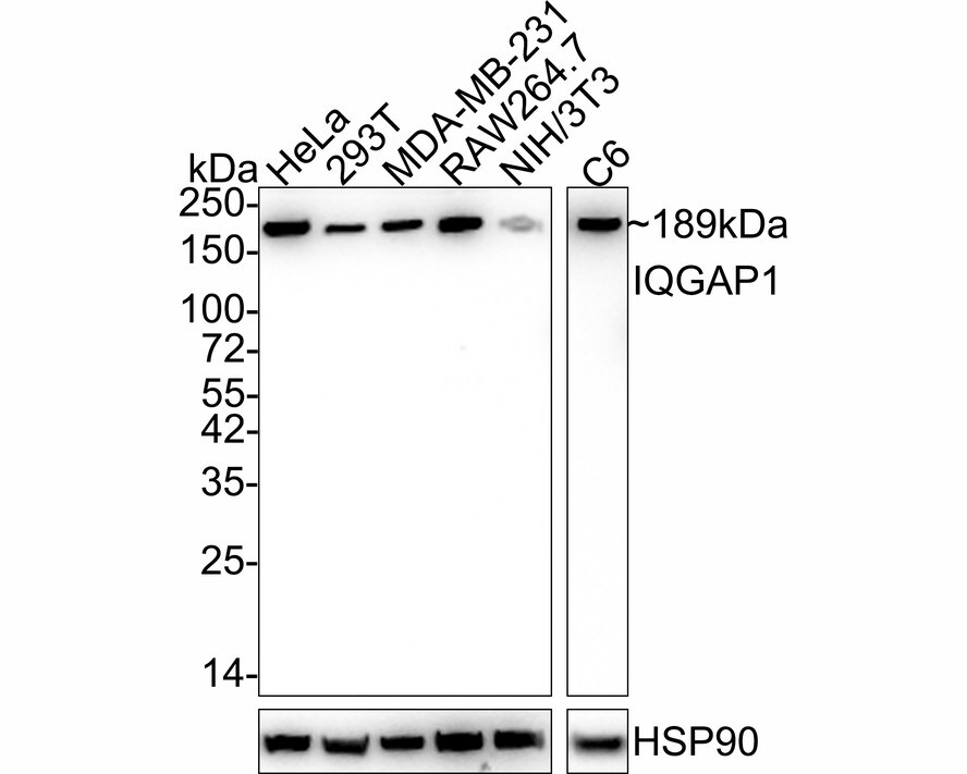 IQGAP1 Antibody (JE50-66) Western Blot: IQGAP1 Antibody (JE50-66) [NBP3-32479]