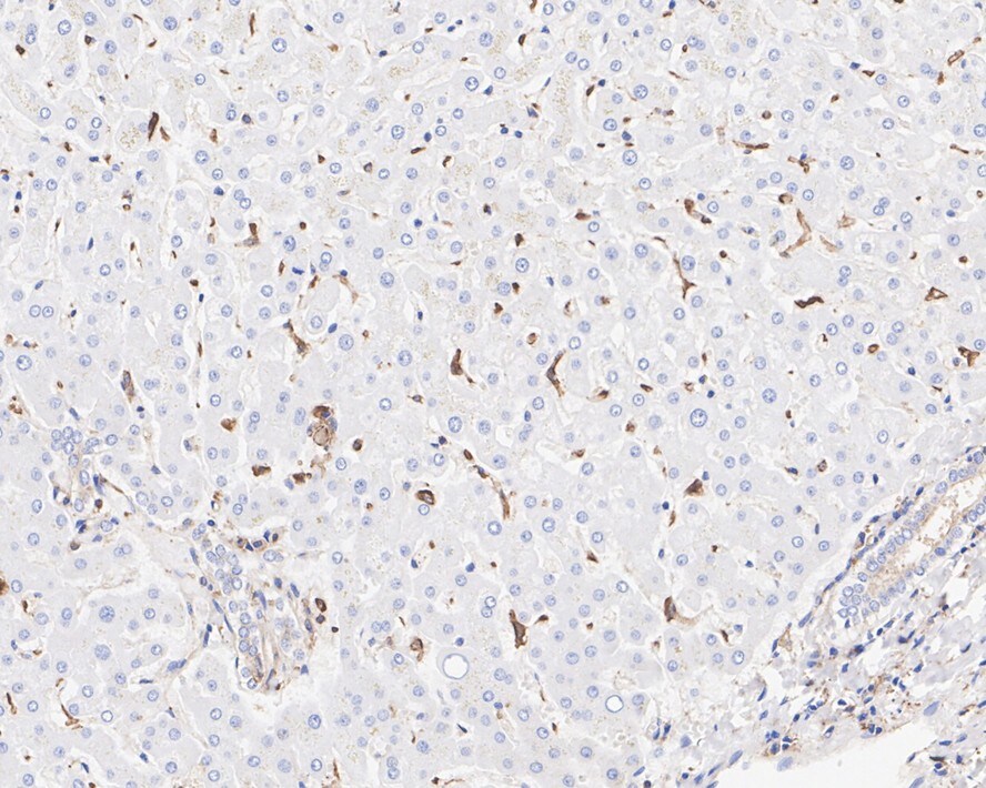 IQGAP1 Antibody (JE50-66)