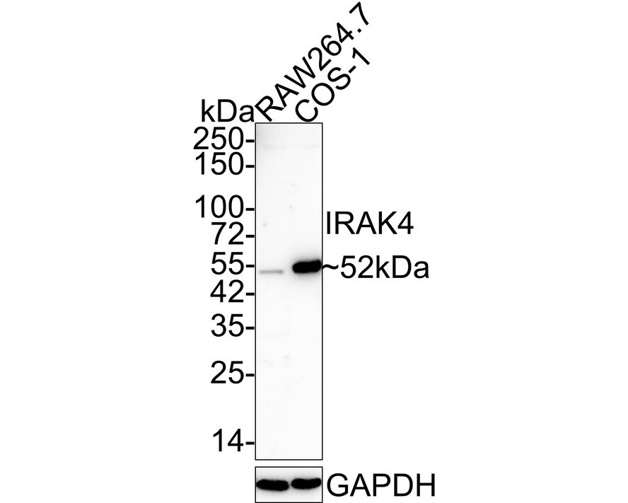 IRAK4 Antibody (JE41-77) Western Blot: IRAK4 Antibody (JE41-77) [NBP3-32482]