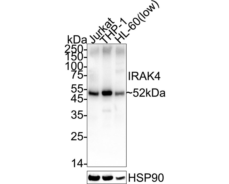IRAK4 Antibody (JE41-77) Western Blot: IRAK4 Antibody (JE41-77) [NBP3-32482]