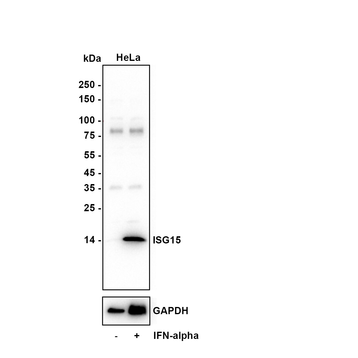 ISG15/UCRP Antibody (JE32-27) Western Blot: ISG15/UCRP Antibody (JE32-27) [NBP3-32484]