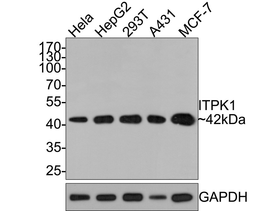 ITPK1 Antibody (JE64-35)