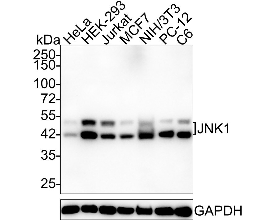 JNK1 Antibody (JE63-04) Western Blot: JNK1 Antibody (JE63-04) [NBP3-32487]
