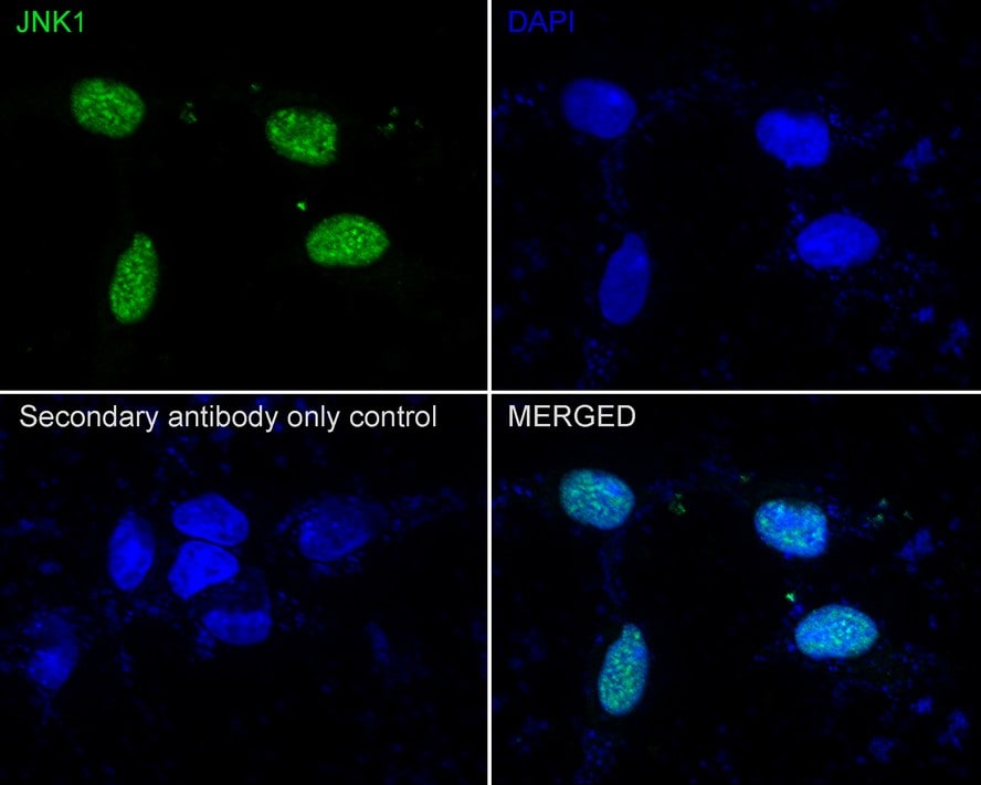 JNK1 Antibody (JE63-04)