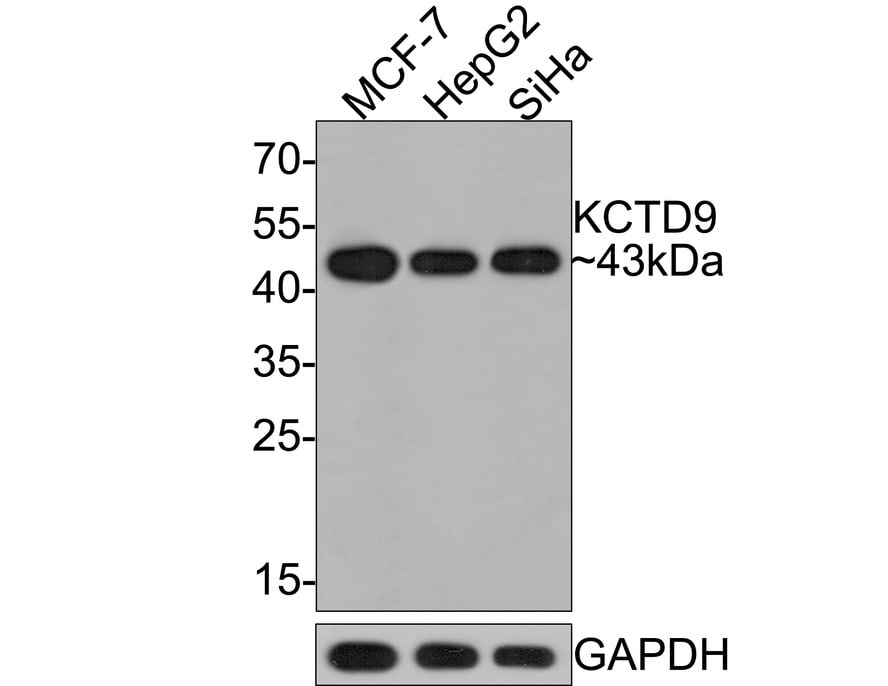 KCTD9 Antibody (JE64-67)