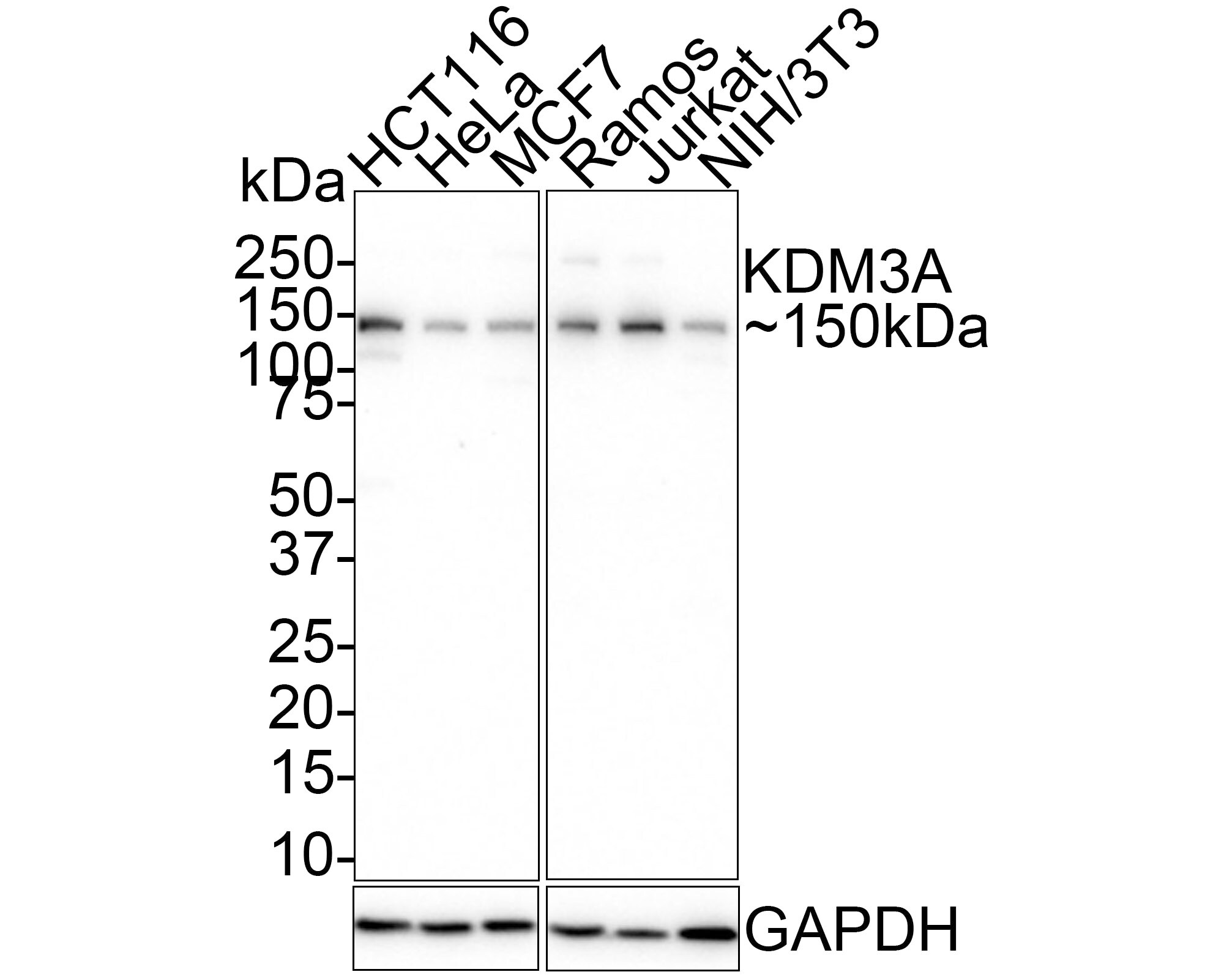 Lysine (K)-specific Demethylase 3A/KDM3A/JMJD1A Antibody (PSH01-77) Western Blot: Lysine (K)-specific Demethylase 3A/KDM3A/JMJD1A Antibody (PSH01-77) [NBP3-32490]